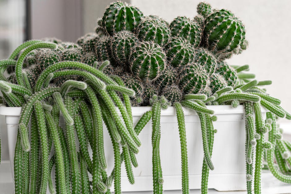 cactus plant decor crochet inspiration