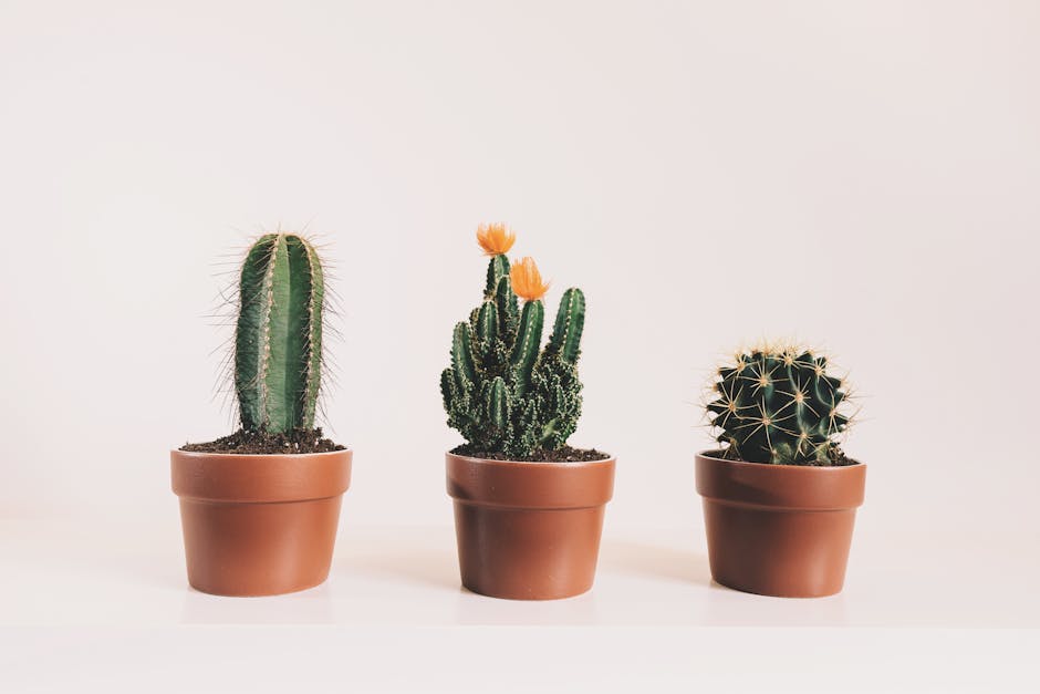 cactus plant decor crochet inspiration
