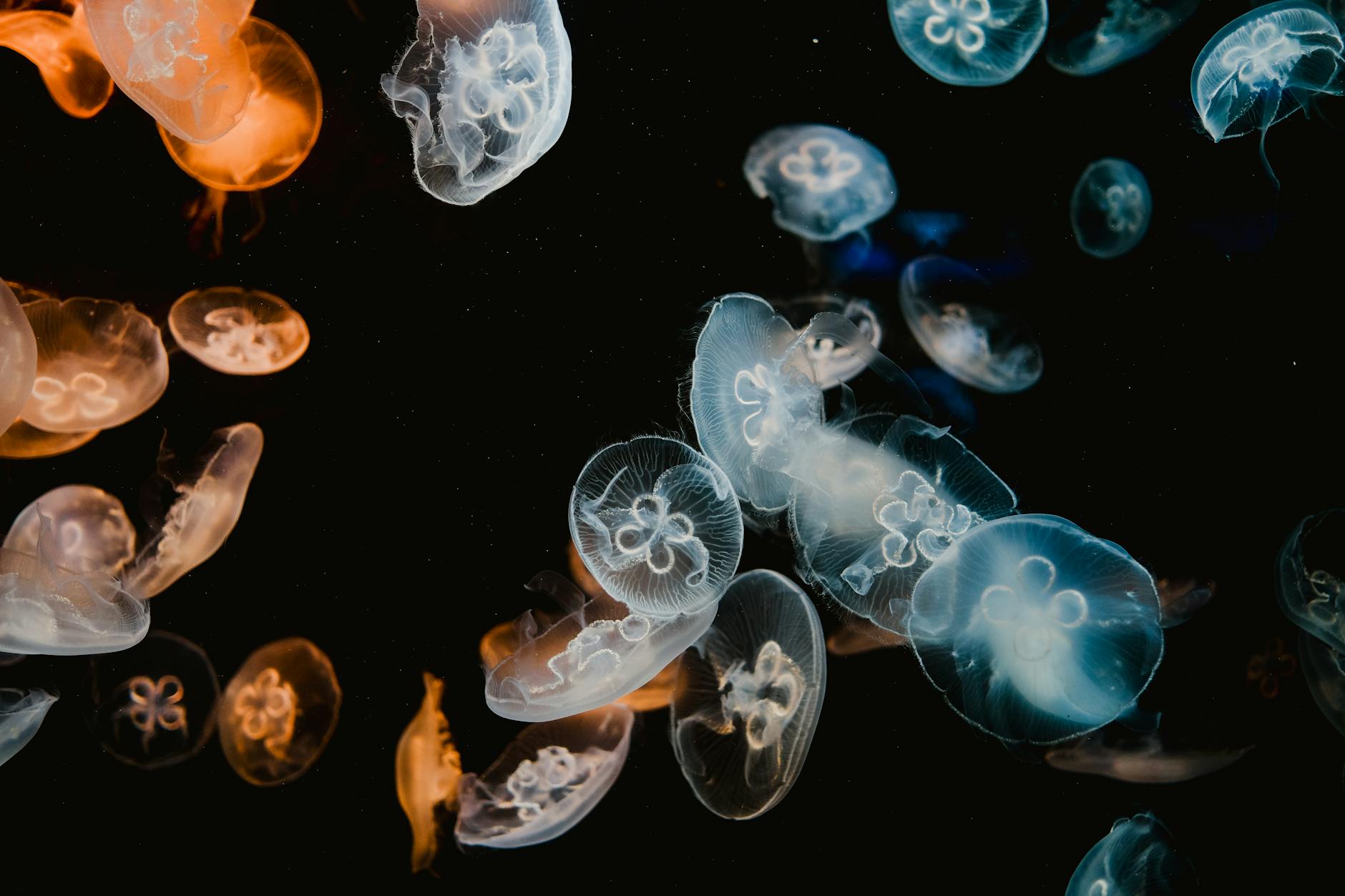 crochet jellyfish pattern guide - Close-up view of vibrant jellyfish gracefully swimming underwater in dark ocean backdrop.
