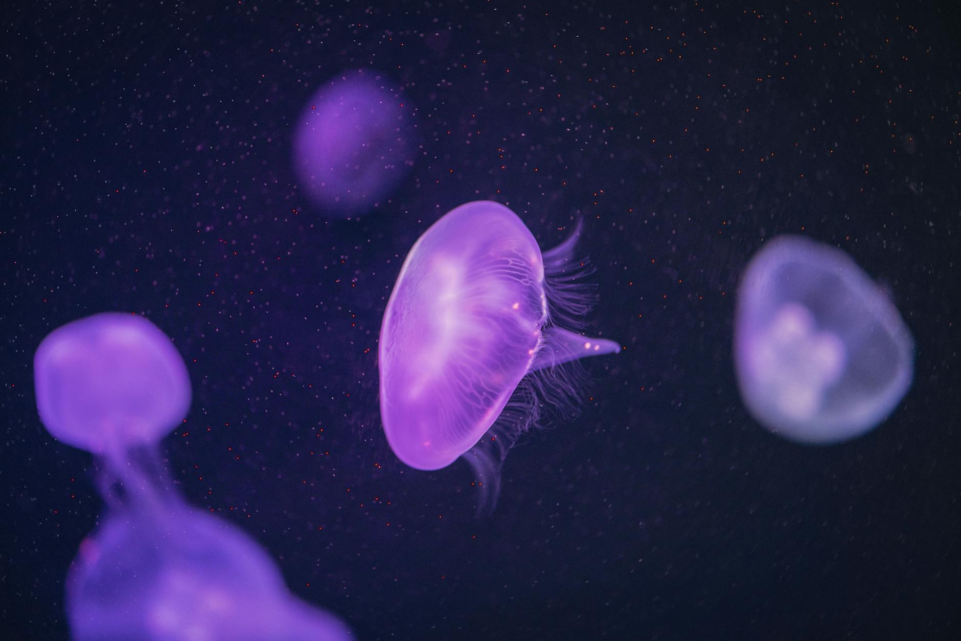 crochet jellyfish pattern guide - Gorgeous capture of glowing purple jellyfish floating gracefully in an aquarium.