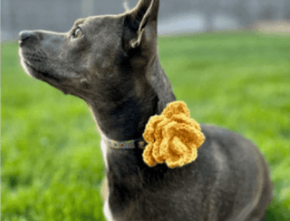5 Crochet Pet Collar Patterns for Dogs and Cats