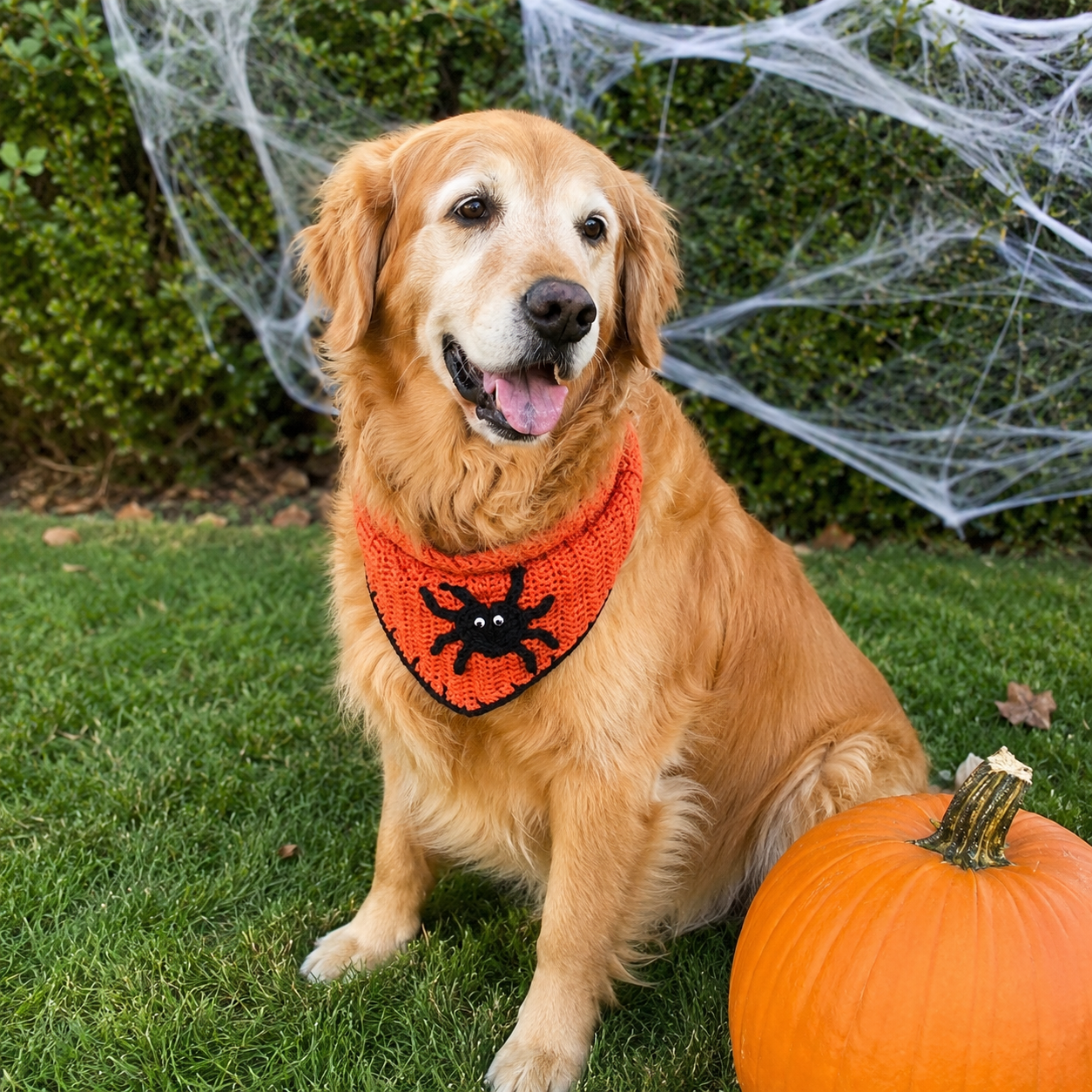 Crochet Halloween spider dog bandana on a golden retriever