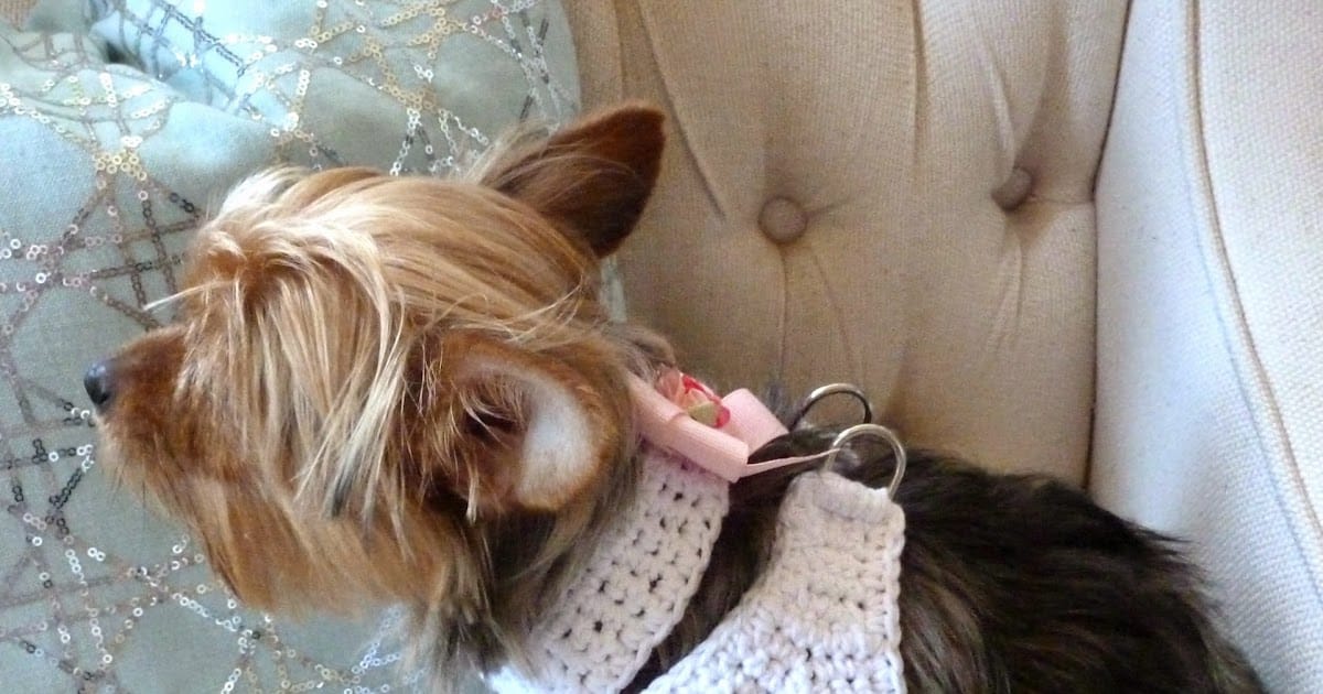 A Crocheted Dog Harness for Your Tiny Dog