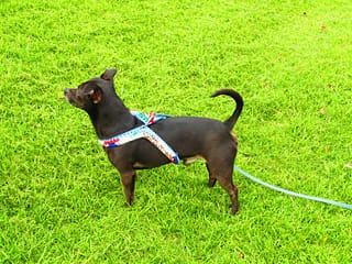 Simple Small Dog Harness