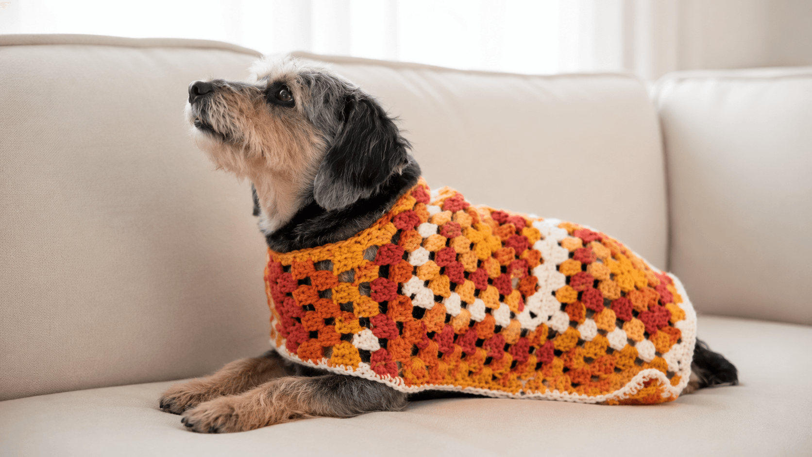 Dog wearing an orange, red, and cream granny square crochet sweater