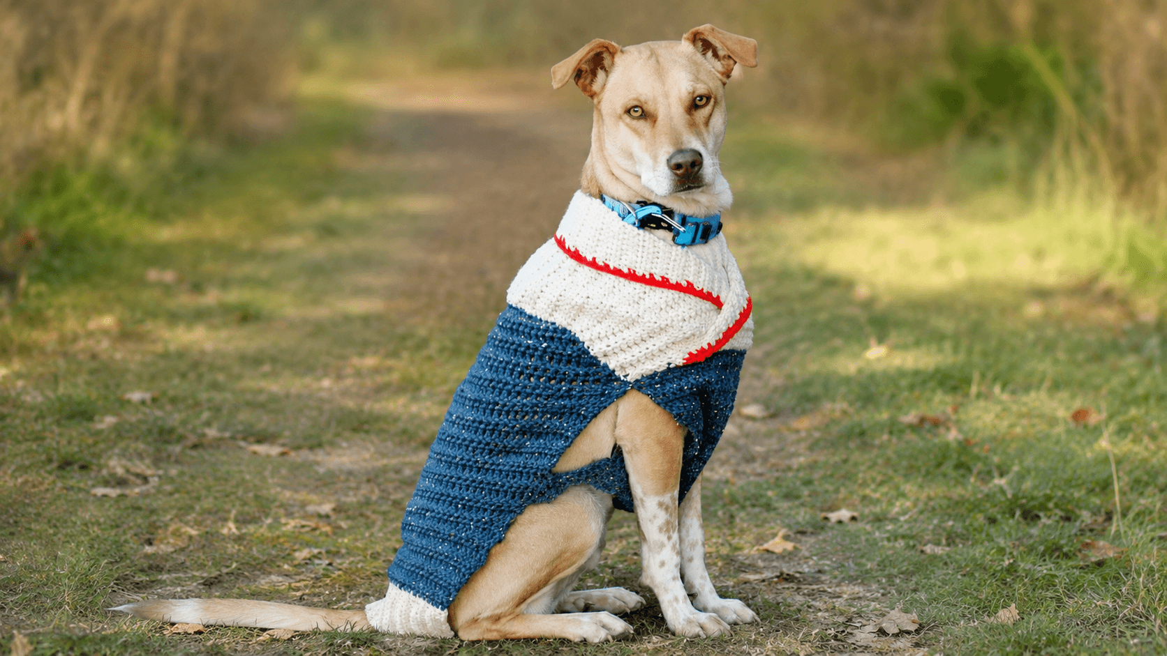 Dog wearing a navy, white, and red crochet sweater